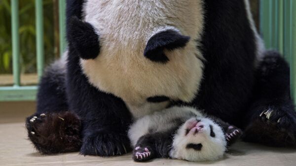 Панда обнимает своего детеныша