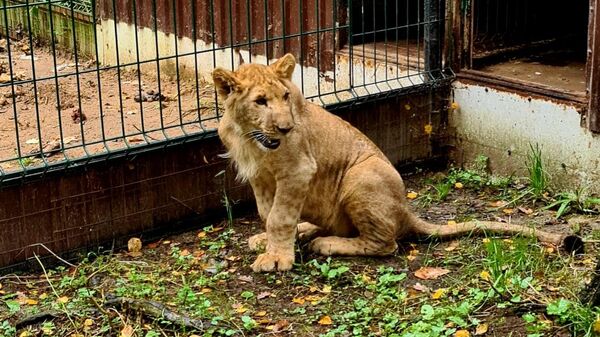 Львенок в Московском Центре реабилитации диких животных