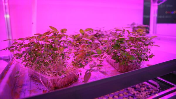 На сити-ферме установлены высокомощные лампы с переменным спектром, которые значительно ускоряют выращивание микрозелени — тоже разработка ученых СФУ