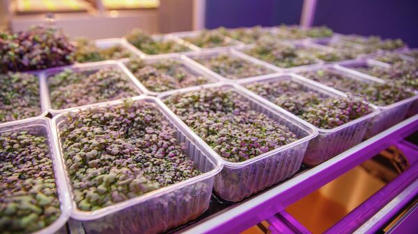 На сити-ферме уже произрастает руккола, базилик, салат и различная микрозелень