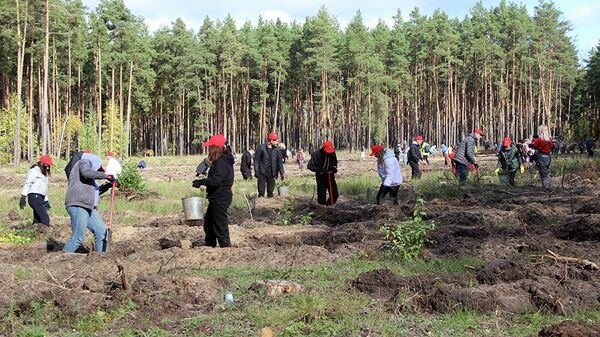 Участники акции Сохраним лес сажают молодые сосны на территории Липецкого городского лесничества