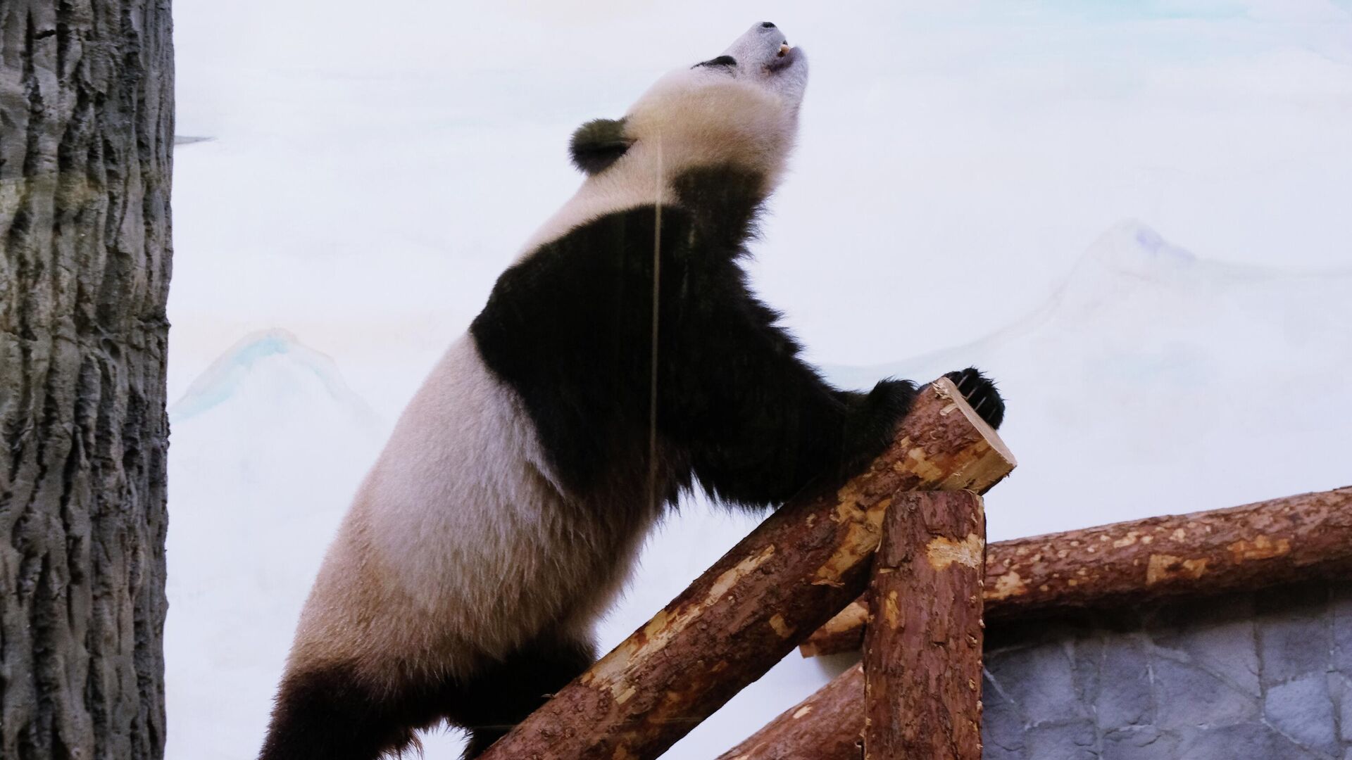 Большая панда, переданная Китаем Московскому зоопарку, в павильоне Фауна Китая - РИА Новости, 1920, 13.10.2022