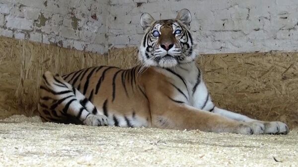 Сарай в Саратове или вольер в зоопарке: история слепой тигрицы Авроры