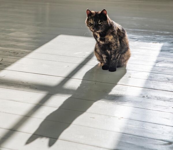 Кошка Мария Котеевна Музейная Кошка Мария Котеевна Музейная