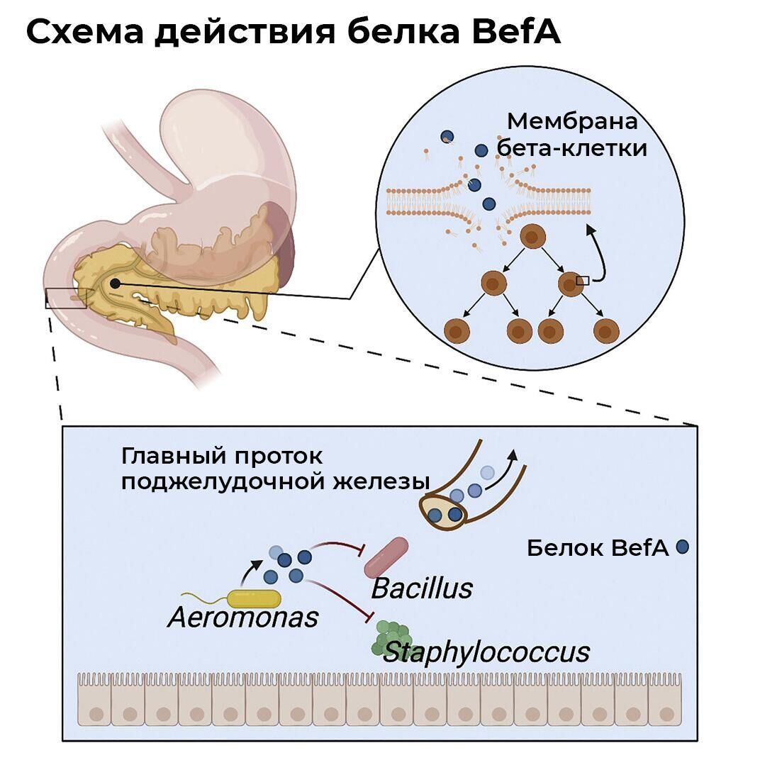 Белок BefA, вырабатываемый кишечными бактериями, поступает в поджелудочную железу и запускает репликацию бета-клеток, продуцирующих инсулин - РИА Новости, 1920, 17.10.2022