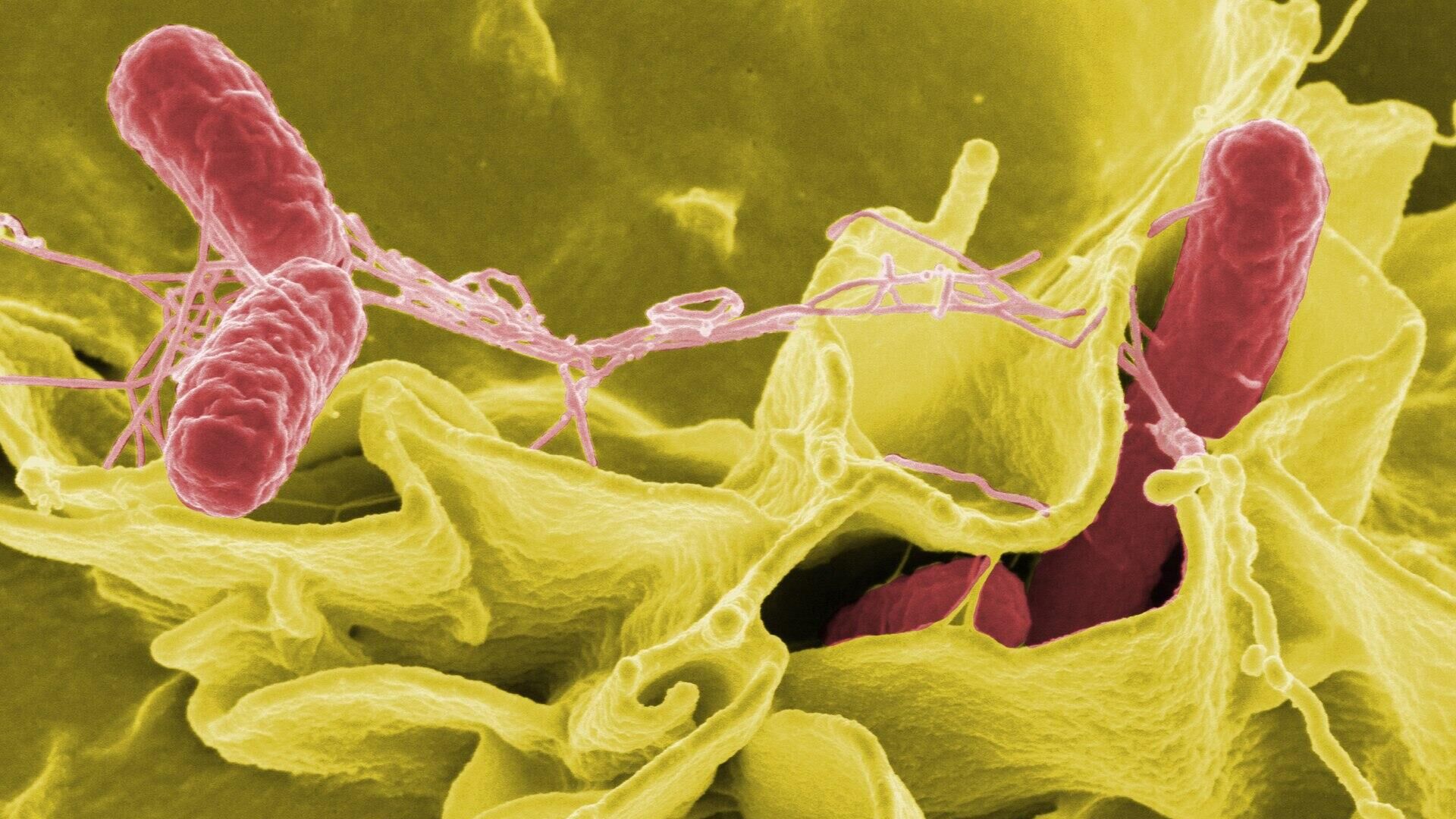 Раскрашенное изображение клеток Salmonella typhimurium (красные) в культуре клеток человека - РИА Новости, 1920, 18.10.2022