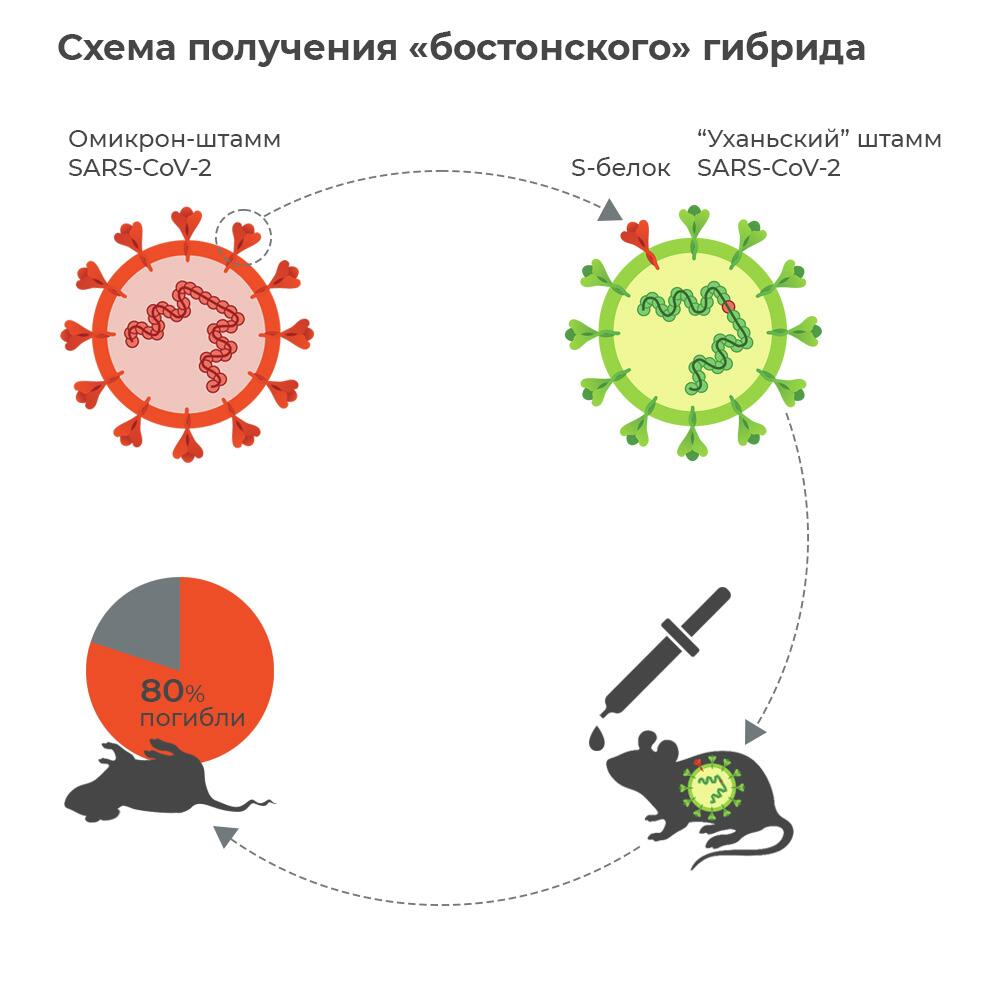 Игра с огнем. Американские ученые создали смертельный вариант коронавируса  - РИА Новости, 18.10.2022