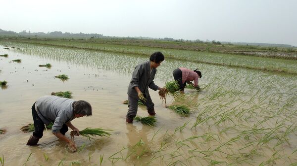 Китайские фермеры сажают молодые стебли риса на рисовом поле в Хэфэй, провинция Аньхой, центральный Китай
