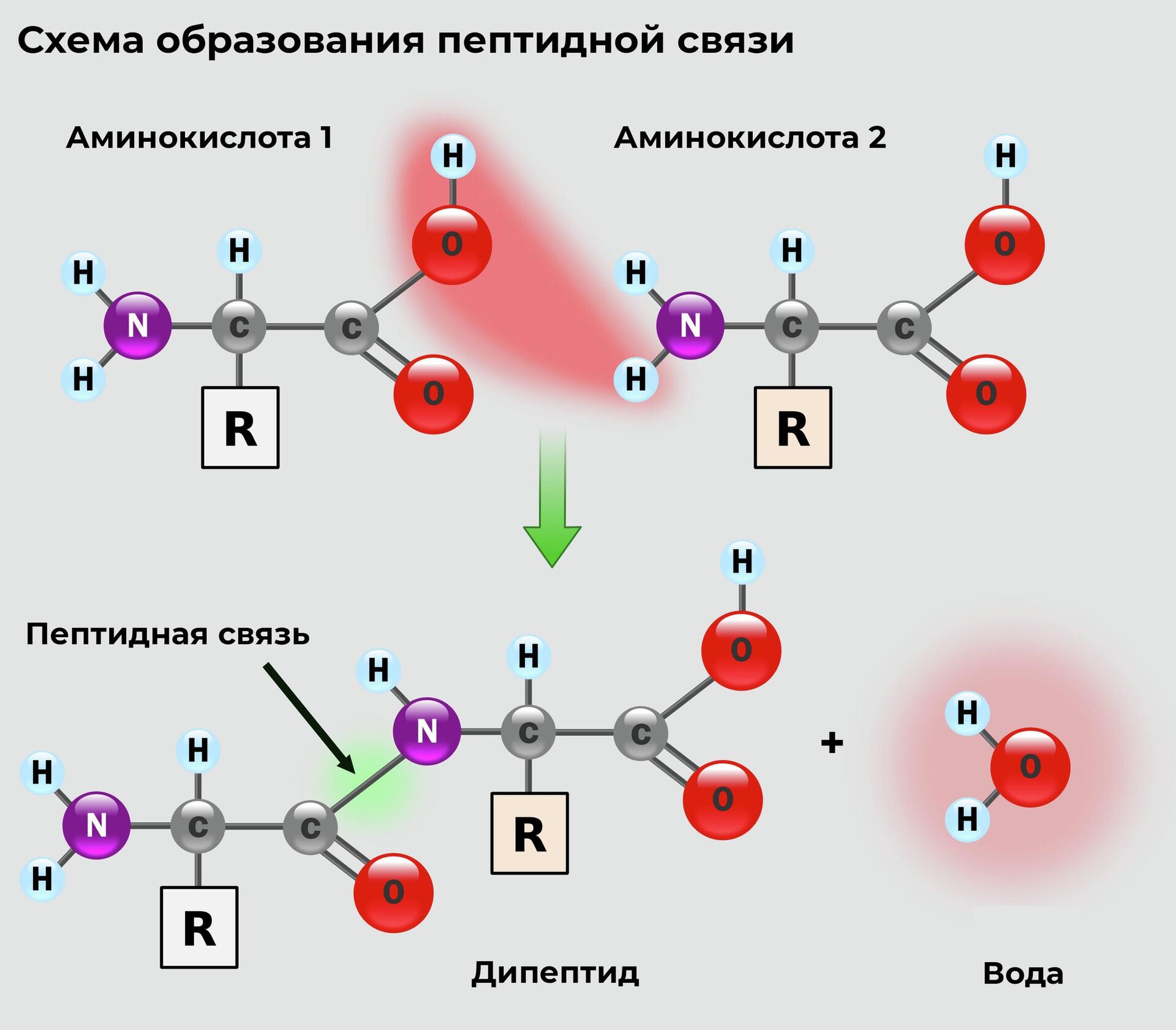 Из двух аминокислот (1) и (2) образуется дипептид (цепочка из двух аминокислот) и молекула воды. По этой же схеме генерируются и более длинные цепочки из аминокислот - полипептиды и белки. Разные аминокислоты отличаются радикалом R - РИА Новости, 1920, 20.10.2022