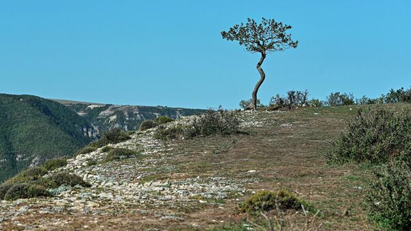 Дерево на вершине Сулакского каньона в Дагестане