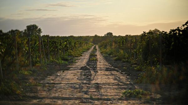 Узбекистан выразил интерес к саженцам винограда из Дагестана