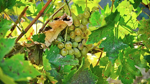 Виноградники в Дагестане
