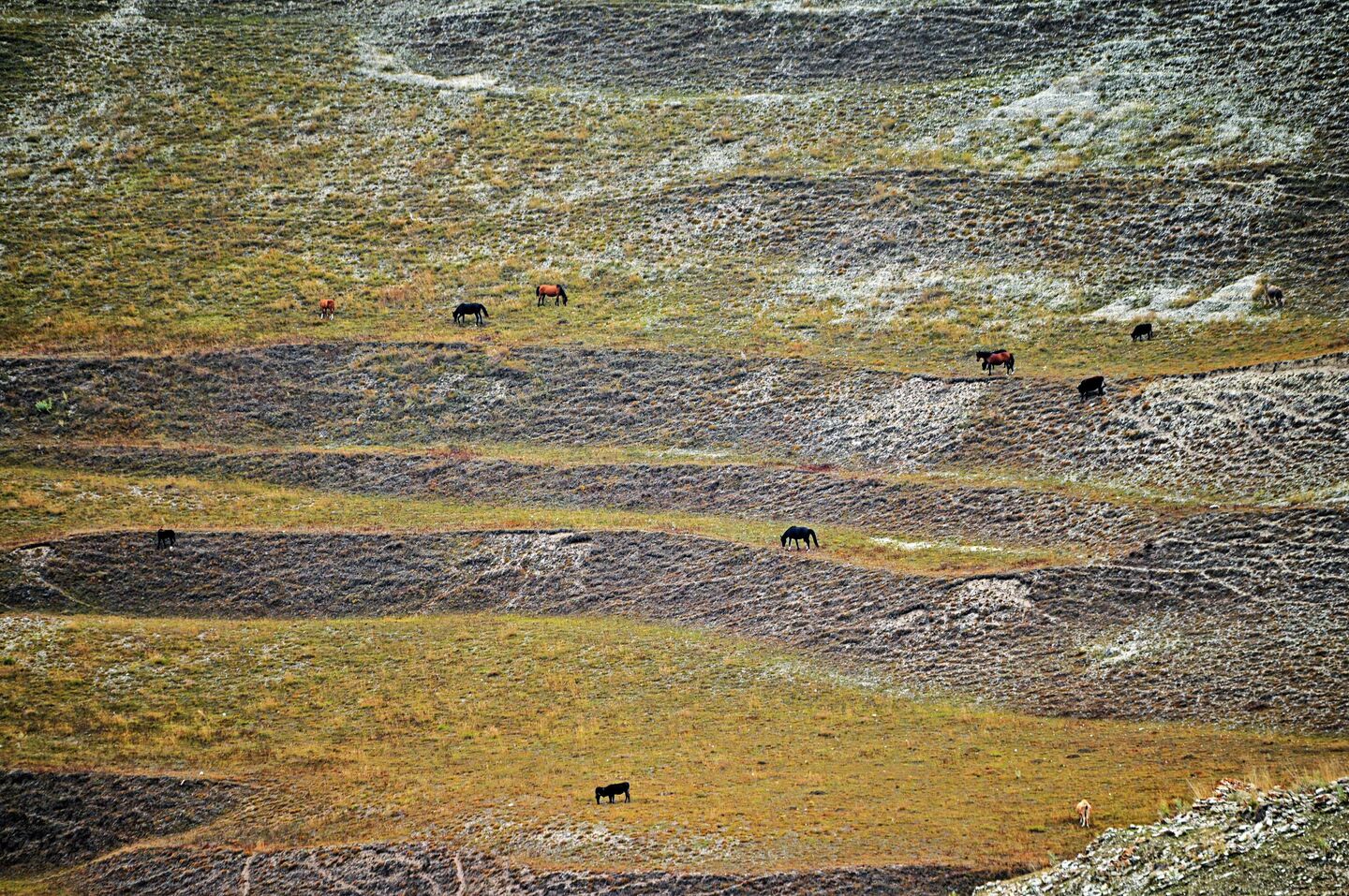 Кони и коровы пасутся в горах недалеко от селения Мехельта в Дагестане
