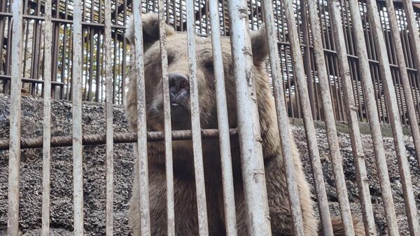 Медведь на Тропе Чудес в Северной Осетии
