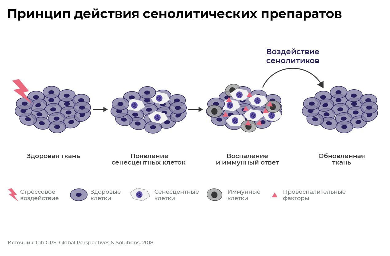 Принцип действия сенолитических препаратов