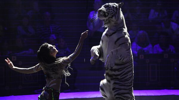Дрессировщица Алиса Нестерова с участием белых тигров выступает в аттракционе Мой тотем на Международном фестивале циркового искусства Принцесса цирка