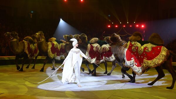 Дрессированные верблюды Верджиния Акопян выступают на Международном фестивале циркового искусства Принцесса цирка