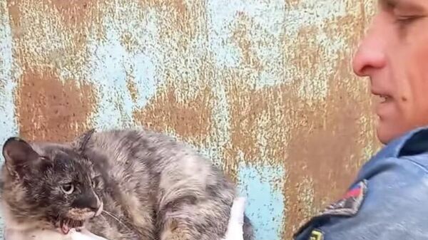Спасатели в ЕАО вытащили кошку, застрявшую в щели между гаражами