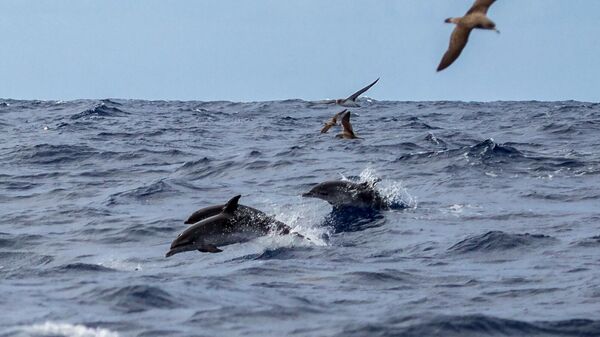 Дельфины в водах Атлантического океана