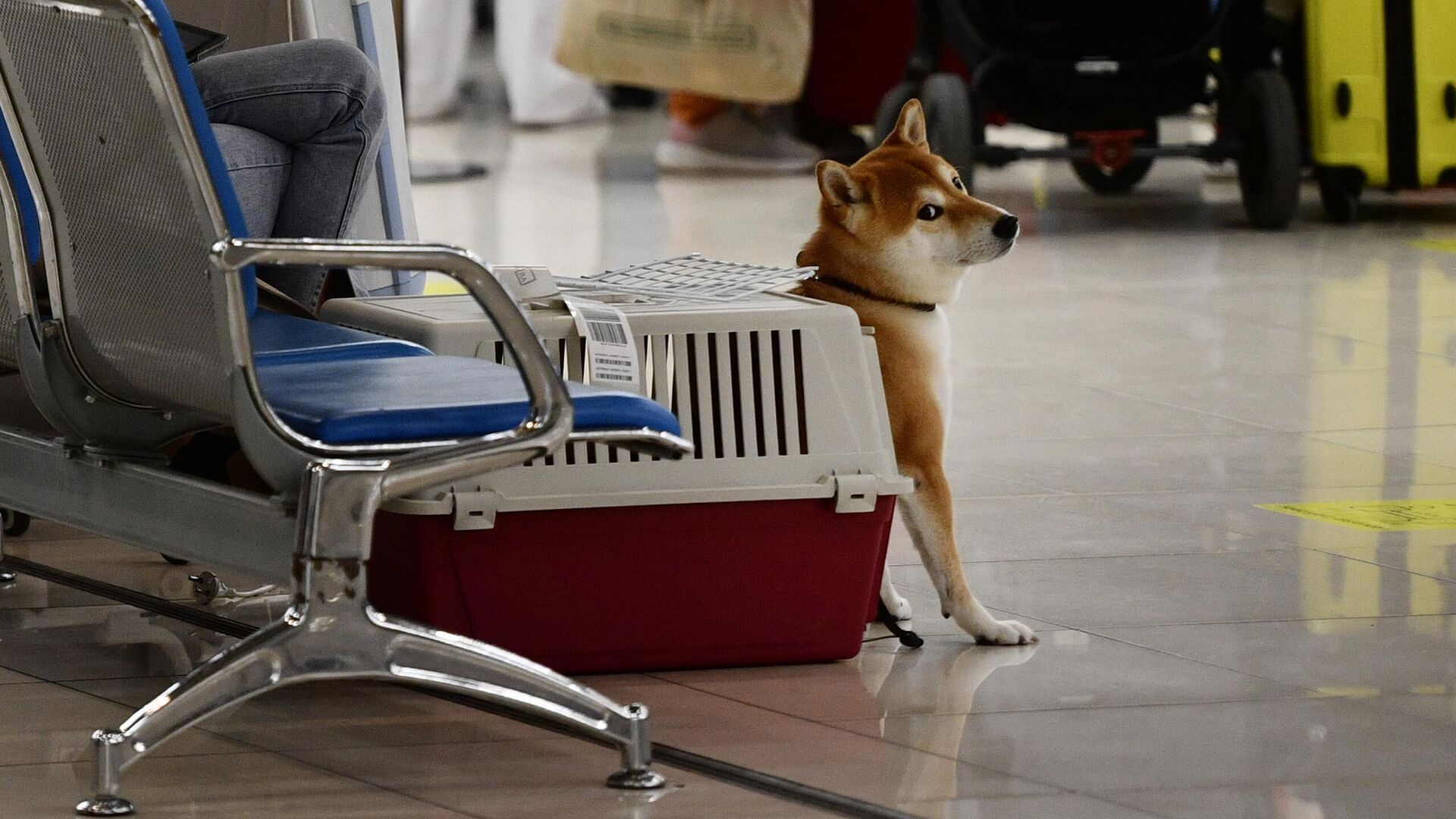 Собака в переноске в аэропорту - РИА Новости, 1920, 08.02.2024