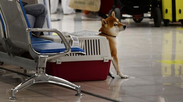 Собака в переноске в аэропорту. Архивное фото