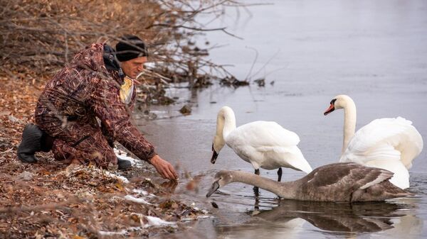 Егерь пытается поймать лебедя с поврежденным крылом на озере неподалеку от деревни Кирса