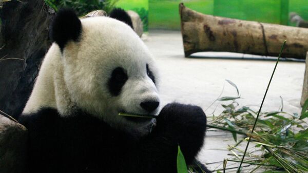 Панда Туань Туань в зоопарке Тайбэя
