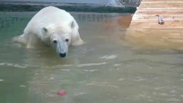 Белый медведь Диксон впервые искупался в бассейне