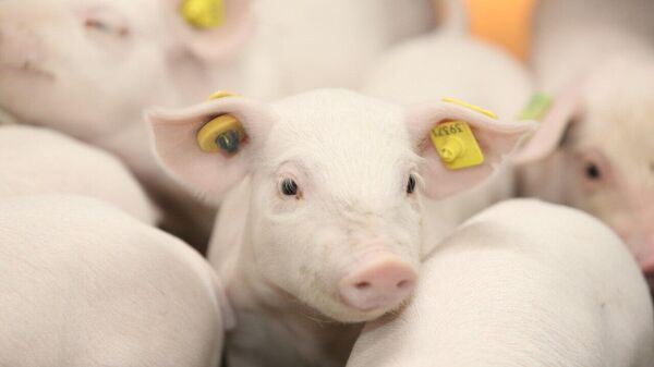 Центр генетики свиноводства открылся в Липецкой области