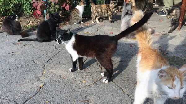 Кошки, живущие во дворе Ирины