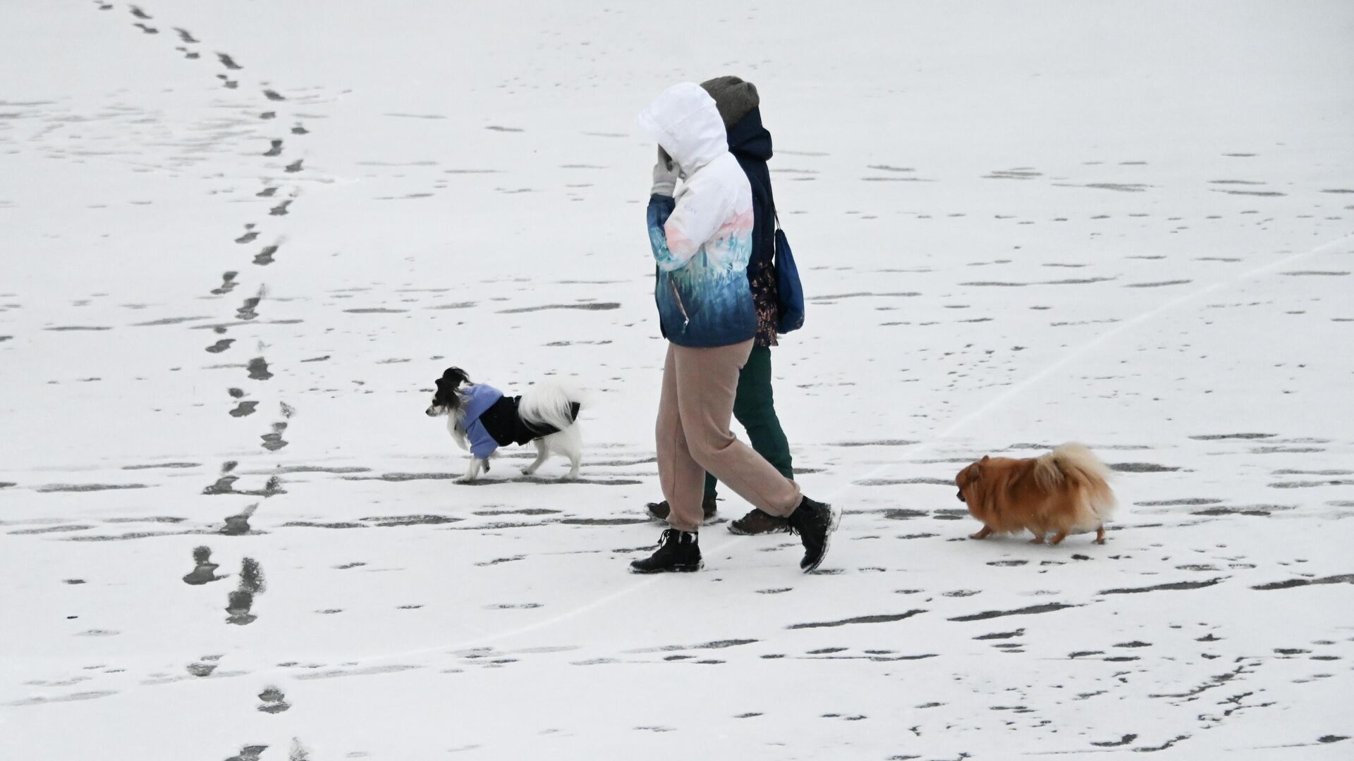 Женщины выгуливают собак в Москве - РИА Новости, 1920, 29.12.2022