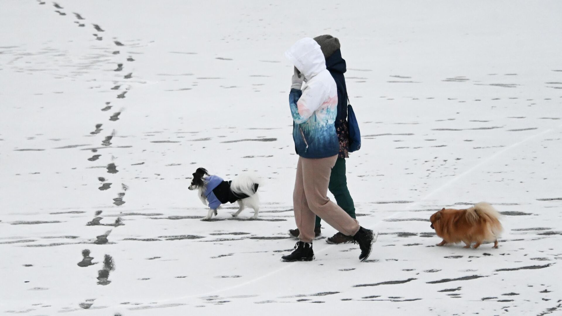 Женщины выгуливают собак в заснеженном сквере на Ленинском проспекте в Москве - РИА Новости, 1920, 16.01.2023