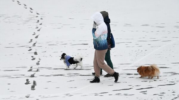 Женщины выгуливают собак в заснеженном сквере на Ленинском проспекте в Москве