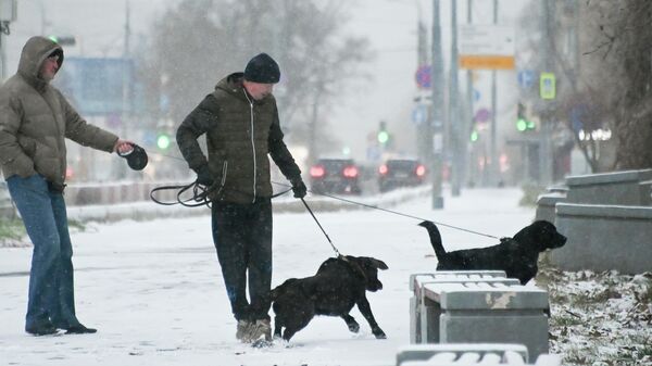 Мужчины выгуливают собак во время снегопада на Ленинском проспекте в Москве