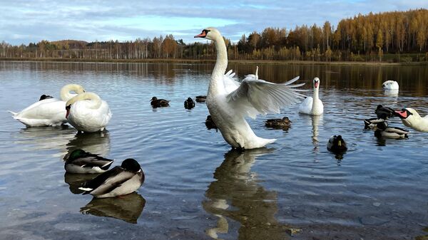 Лебеди на Городищенском озере в окрестностях Изборска