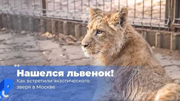 Нашелся львенок! Как встретили экзотического зверя в Москве