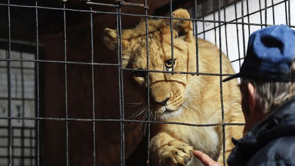 Работник центра реабилитации диких животных в Московской области общается с молодым львом в вольере