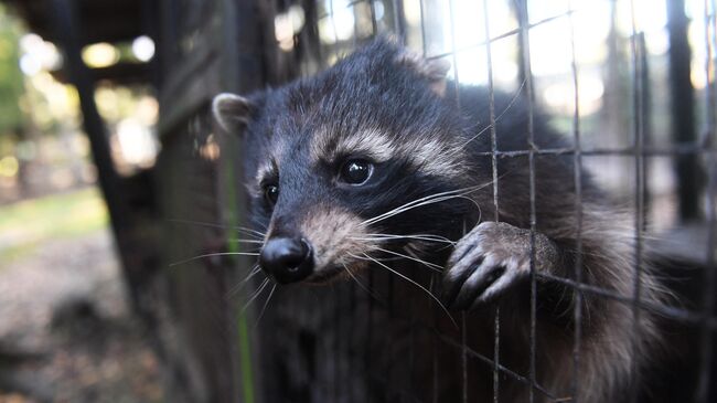 Енот в вольере центра реабилитации диких животных в Московской области Енот в вольере центра реабилитации диких животных в Московской области