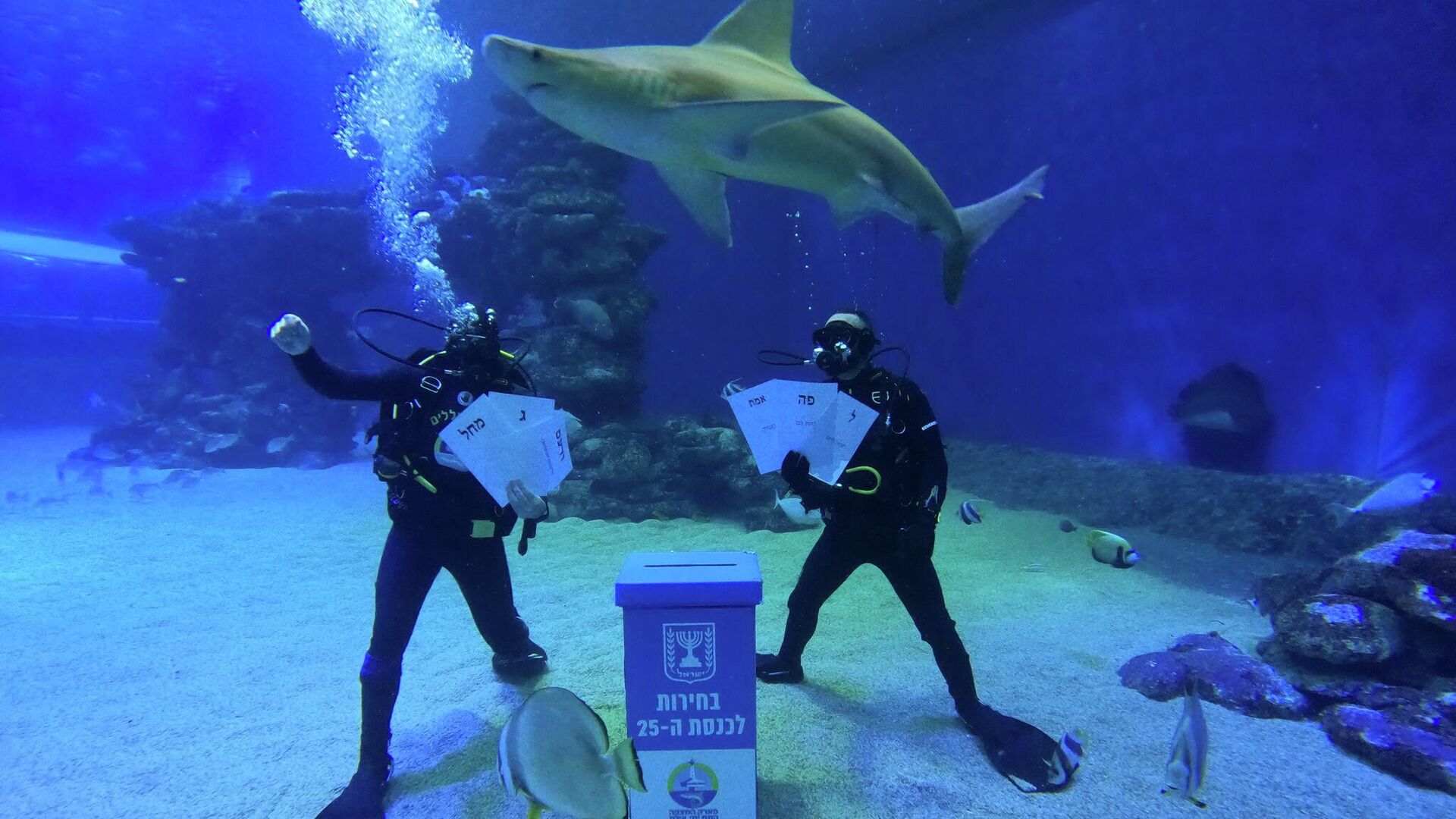 Дайверы установили урну для голосования в бассейне с акулами в национальном подводном парке в Эйлате, Израиль - РИА Новости, 1920, 01.11.2022