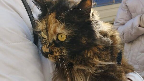 Кошка, найденная в квартире пострадавшего дома в Ейске