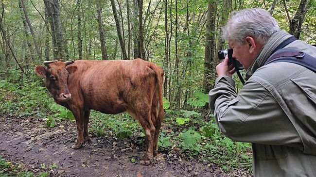 Буренка позирует фотокорреспонденту РИА Новости. Гуамское ущелье 