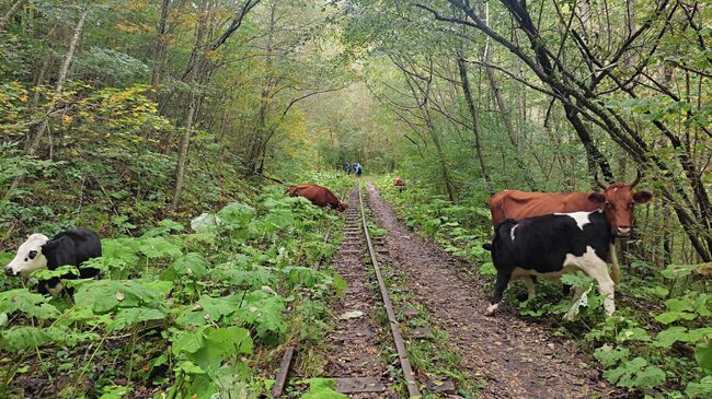 Прогулки по Гуамскому ущелью