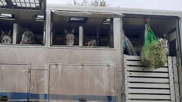 Серые лошади породы Орловский рысак в вагоне на железнодорожном пункте пропуска Хасан перед отправкой в КНДР