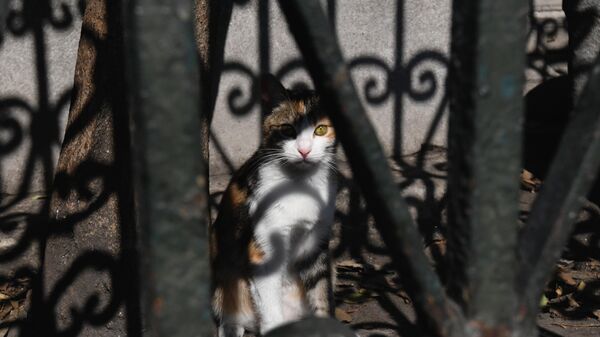 Кошка на одной из улиц в Стамбуле