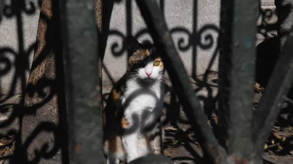 Кошка на одной из улиц в Стамбуле