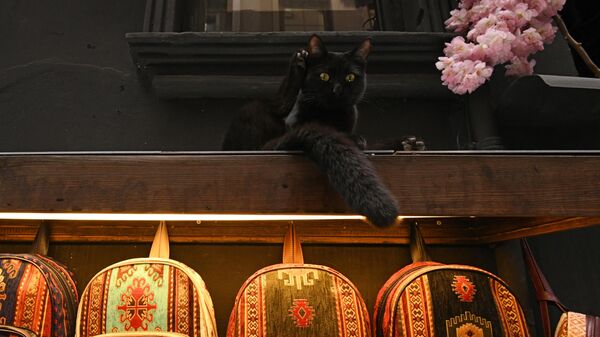 Кошка на прилавке магазина в Стамбуле