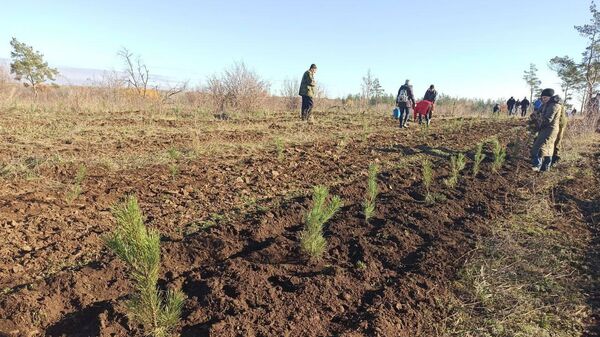 Минприроды ЛНР высадили более 7 тысяч саженцев крымской сосны в Ивановском лесоохотничьем хозяйстве