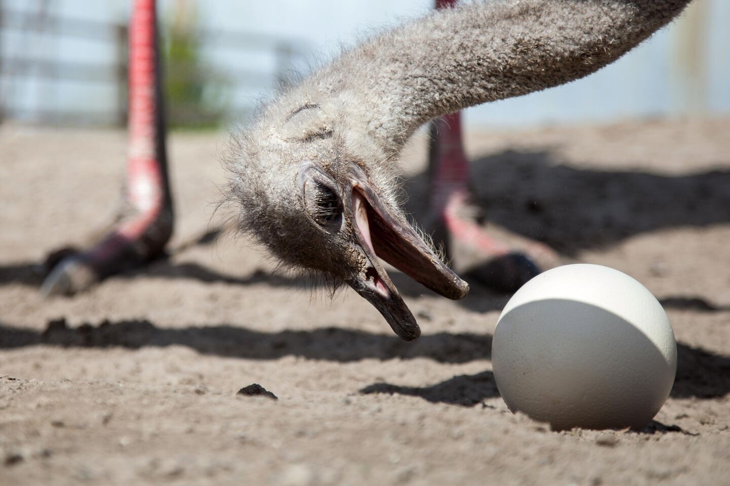 Яйцо черного африканского страуса на страусиной ферме Тюменский страус в селе Чикча Тюменского района Тюменской области. Страусиная ферма была организована в 2009 году, основным направлением является выращивание и разведение черного африканского страуса. Фермерское хозяйство временно закрыто для посетителей в связи с пандемией. Несколько сотрудников продолжают работать в обычном режиме. Яйцо черного африканского страуса на страусиной ферме Тюменский страус в селе Чикча Тюменского района Тюменской области. Страусиная ферма была организована в 2009 году, основным направлением является выращивание и разведение черного африканского страуса. Фермерское хозяйство временно закрыто для посетителей в связи с пандемией. Несколько сотрудников продолжают работать в обычном режиме.