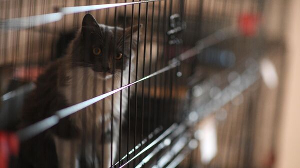 В Ишиме приют для животных принял 65 собак и кошек из зон подтопления
