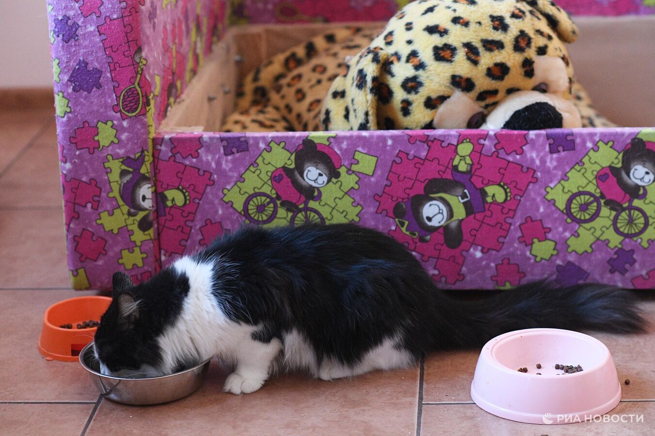 Приют кошкин дом. Коты на выставках приютские. Кошкин дом донецк. Кошкин дом донецк приют для животных. Кошкин дом приют для кошек.